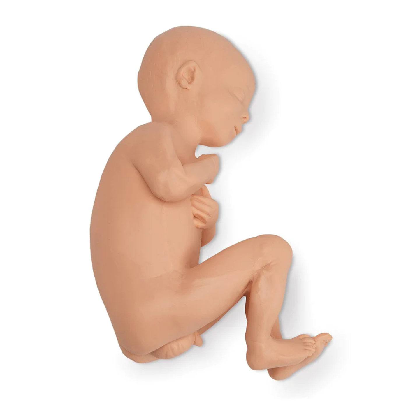 Human Fetus Replica - Full-Term Male