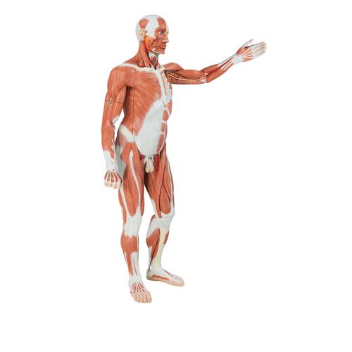 Life-Size-Human-Male-Muscular-Figure-37-part-3B-Smart-Anatomy 2