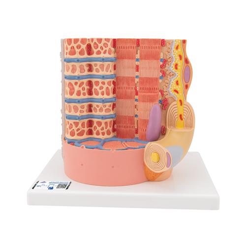 MICROanatomy-Human-Muscle-Fiber-Model-10-000-times-magnified-3B-Smart-Anatomy