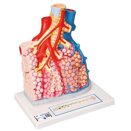 Model-of-Pulmonary-Lobule-with-Surrounding-Blood-Vessels-130-times-Magnified-3B-Smart-Anatomy