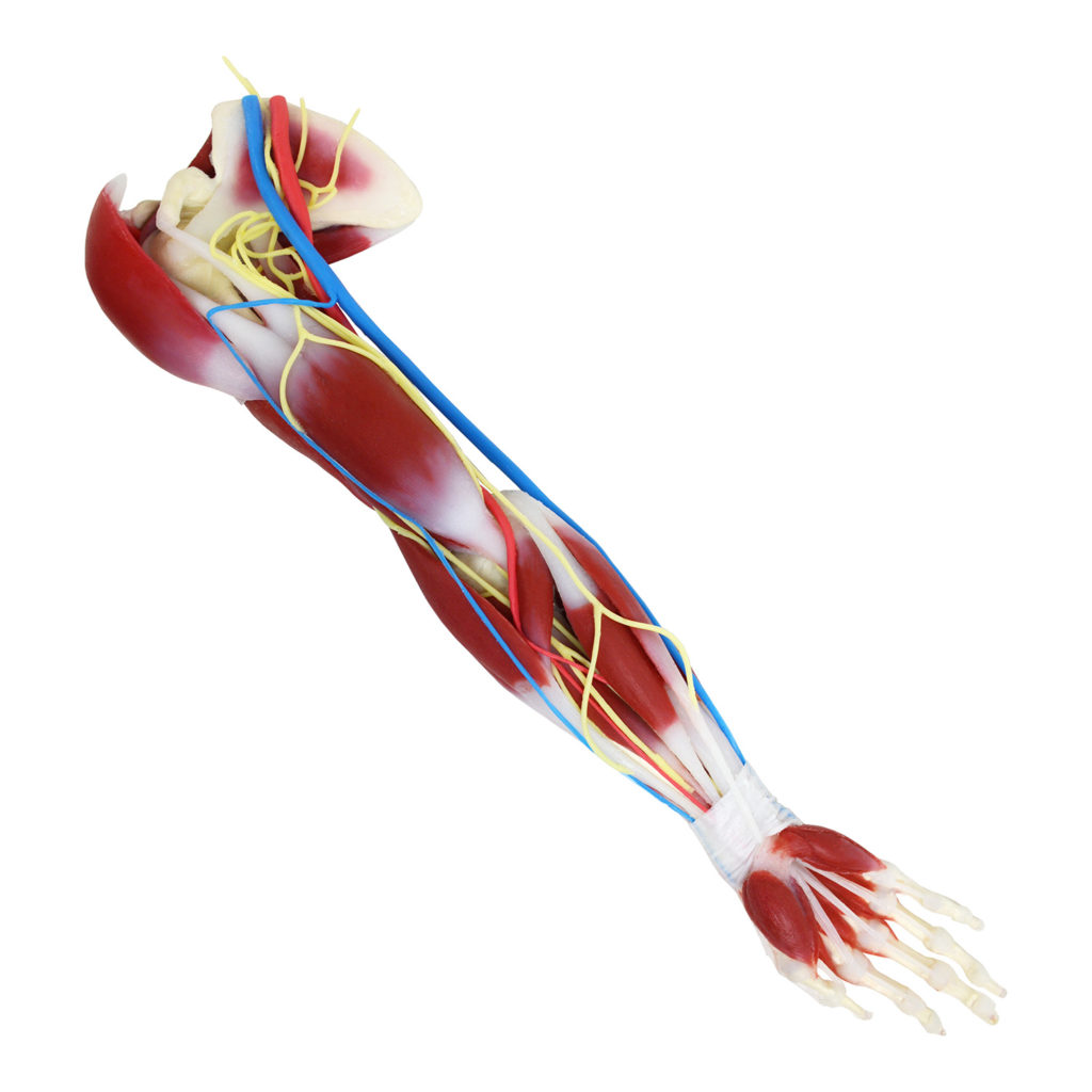 Silicone Arm