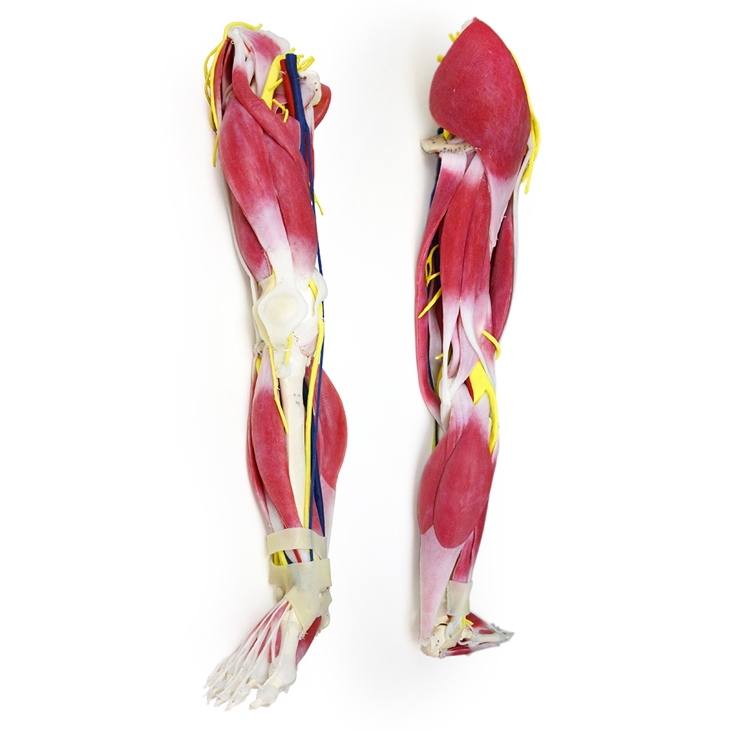 SynTissue Leg