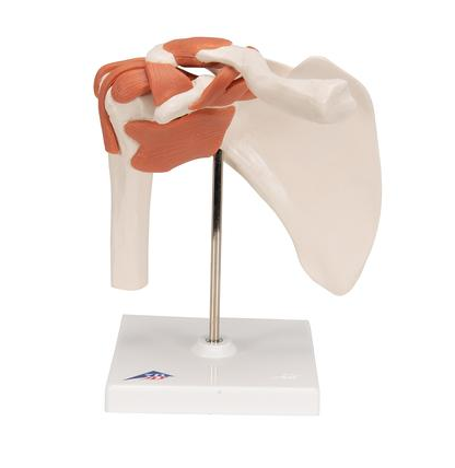 human shoulder joint