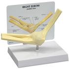 Basic Elbow Model
