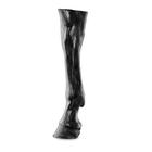 Equine Radiology Limb