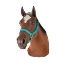Equine Nasogastric with Venipuncture and Intermuscular Injection Model