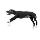 Canine Basic Life Support Simulator