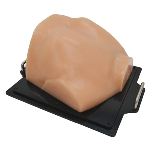 Cardiac Examination Ultrasound Model (Skin tone)