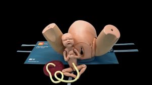 Birthing Simulator PROMPT Flex - Standard