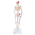 Mini Human Skeleton Shorty with Painted Muscles, Pelvic Mounted, Half Natural Size