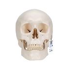Classic Human Skull Model with Brain, 8-parts