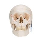 Human Classic Skull Model, 3 part