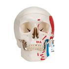 Classic Human Skull Model painted, 3 part