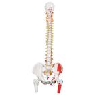 Classic Human Flexible Spine Model with Femur Heads & Painted Muscles
