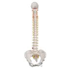 Classic Flexible Human Spine Model with Female Pelvis
