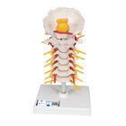 Cervical Human Spinal Column Model