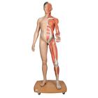 Life-Size Dual Sex Asian Human Figure, Half Side with Muscles, 39 part