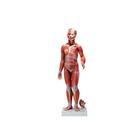 1/2 Life-Size Complete Human Female Muscle Figure, without Internal Organs, 21 part