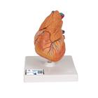 Classic Human Heart Model with Thymus, 3 part