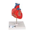 Classic Human Heart Model, 2 part