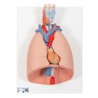 Human Lung Model with Larynx, 7 part