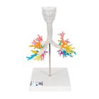 CT Bronchial Tree Model with Larynx