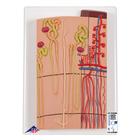Nephrons and Blood Vessels Model, 120 times Full-Size