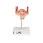 Embryo Model, 1st Month