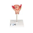 Embryo Model, 2nd Month