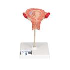Fetus Model, 3rd Month