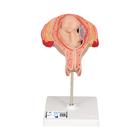Fetus Model, 5th Month in Breech Position