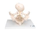 Childbirth Demonstration Pelvis Skeleton Model with Fetal Skull