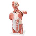 Life-Size Human Muscle Torso Model, 27 part