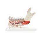 Comprehensive Lower Jaw Model (Left Half) with Diseased Teeth, Nerves, Vessels & Glands, 19 part