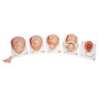 Birthing Process Model with 5 Stages
