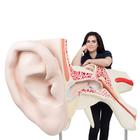 World's Largest Ear Model, 15 times Full-Size, 3 part