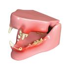 Feline Jaw Model