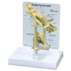 Feline Hip Model
