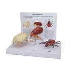 Canine Parasite Model