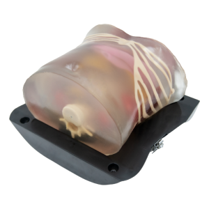 Abdominal Ultrasound Model (Transparent) MU-E-ABDOMINAL-MNT