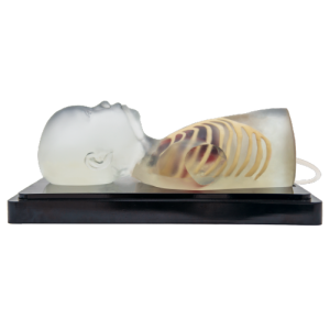 Pediatric Cardiac Ultrasound Model (Transparent) MU-E-PEHEART-MNT