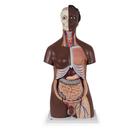 Deluxe Dual Sex Torso Model, 24 part, dark skin