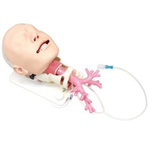 MW19 Difficult Airway Management Simulator for Bronchofiberscopy | Anatomically Correct Trachea and Bronchi