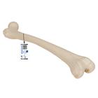 Human Femur