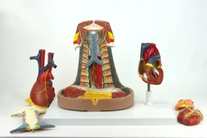 SKU: MG22273  Heart Model with Esophagus and Trachea Model, 6-Parts