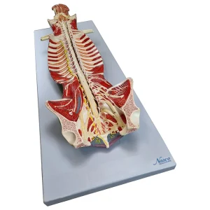 Spinal Cord Model