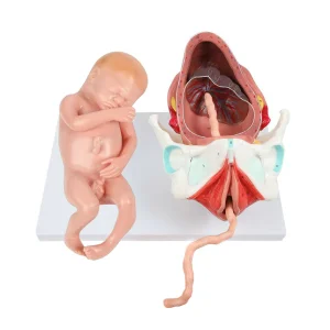Birthing Stages Model