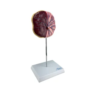 SKU: MG16212  Placenta Model