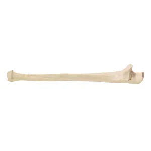 SKU: MG19434  Ulna Model