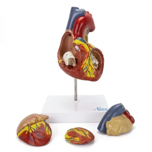 SKU: MG22271  Heart Model, 2X Enlarged